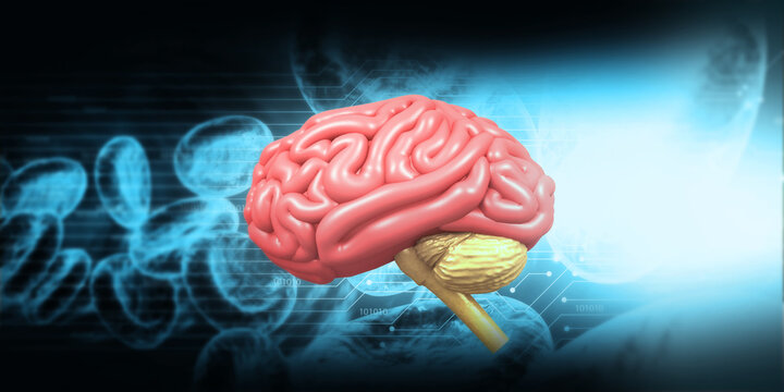 Human brain anatomy on scientific background. 3d illustration.