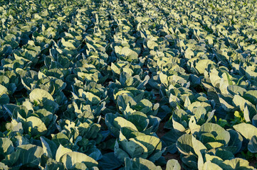 Obraz premium Aerial drone view of cultivated cabbage growing in garden. Fresh green cabbage leaves growing on irrigated field, view from above. Organic cabbage ready for harvest.