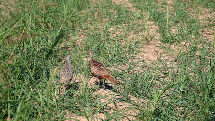 Obraz na płótnie Canvas Flock of Common pheasant in the field in nature. Group of wild birds. Male and female Common pheasant. Phasianus colchicus. 