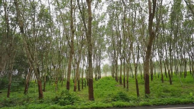 Para rubber tree, Latex rubber, Plantation and tree rubber with in southern Thailand, FHD Slow motion