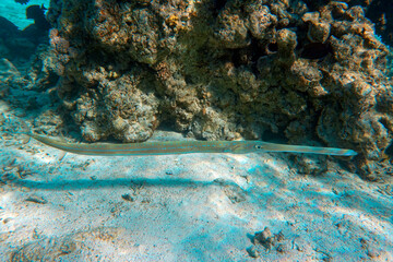 Smooth cornetfish - Fistularia commersonii ,coral reef Red Sea 