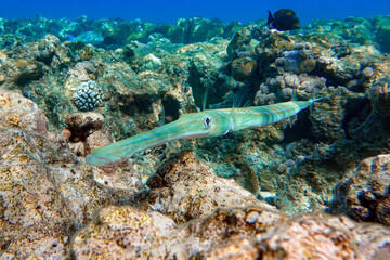 Smooth cornetfish - Fistularia commersonii ,coral reef Red Sea 