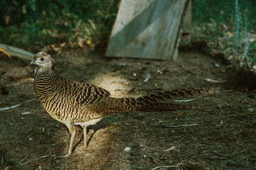 Fototapeta na wymiar pheasant 