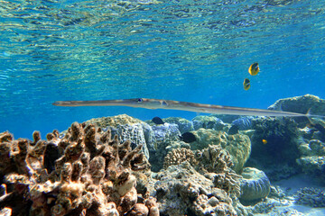 Smooth cornetfish - Fistularia commersonii ,coral reef Red Sea 