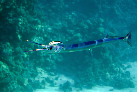Needlefish Images – Browse 7,564 Stock Photos, Vectors, and Video | Adobe  Stock
