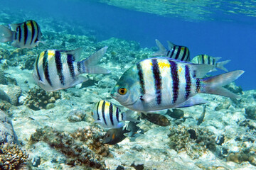 Naklejka na ściany i meble Sergeant Fish in the Coral Reef, Red Sea 