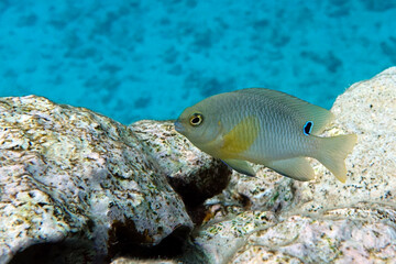 Onespot  demoiselle fish in Red Sea sea, 