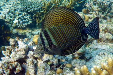 Obraz na płótnie Canvas Tropical Sailfin Tang fish, Zebrasoma veliferum,Red Sea