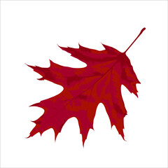 Burgundy Canadian maple leaf on a white background