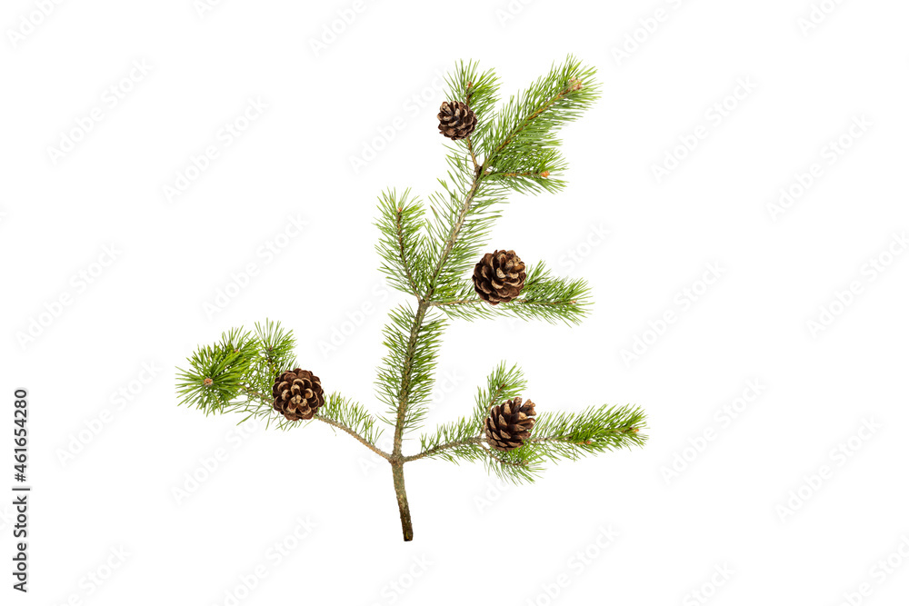 Poster a branch of a Christmas tree with cones in isolation on a white background