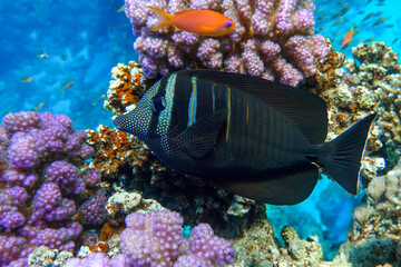 Tropical Sailfin Tang fish, Zebrasoma veliferum,Red Sea