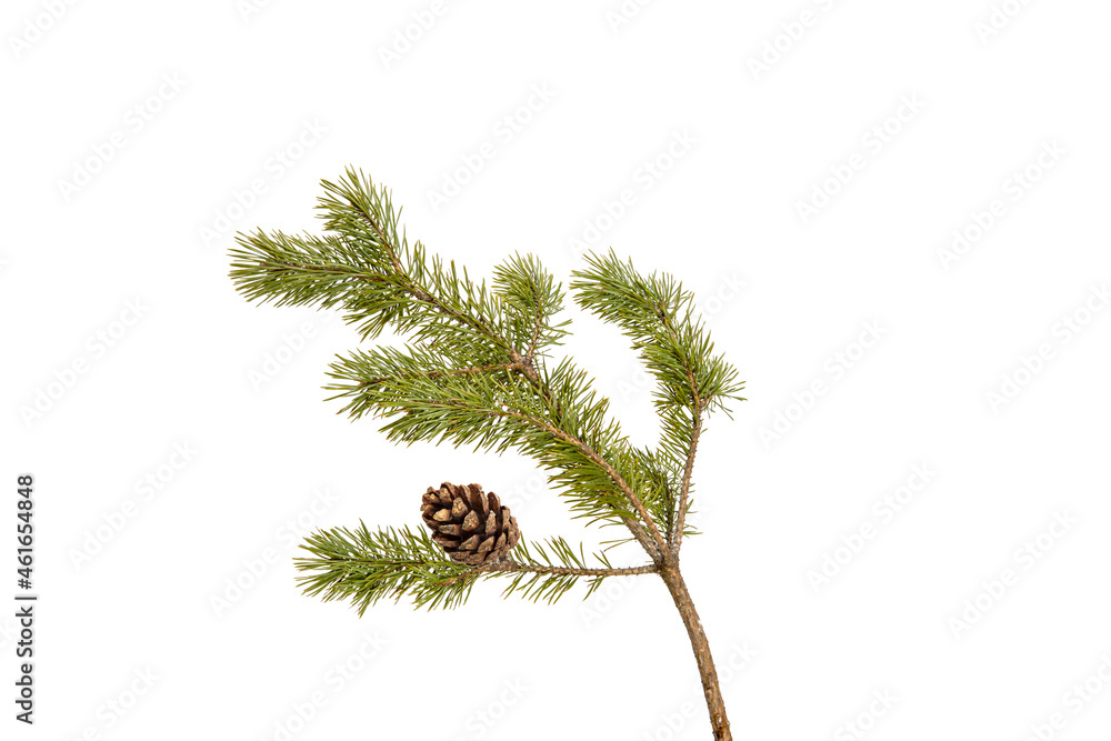 Poster a branch of a Christmas tree with cones in isolation on a white background