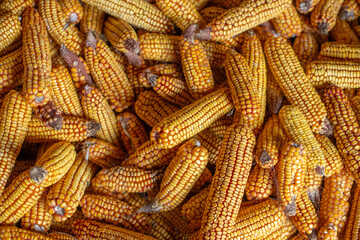 Fototapeta na wymiar Golden ripe corn, closeup stock photo