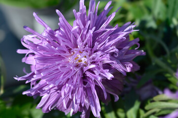 China aster