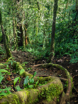 trees in the jungle