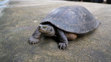 turtle on the rock zoom