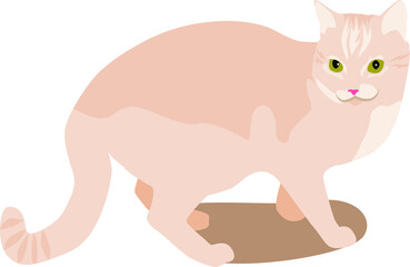 Vector drawing of a cat. For print. A beautiful cat.