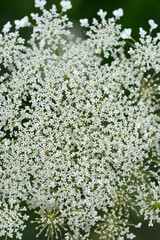 Wild carrot flower