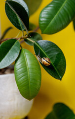 The leaves of the plant are planted with a grape snail. A small grape snail in close-up on a ficus branch. the concept of home comfort and indoor pets and plants.