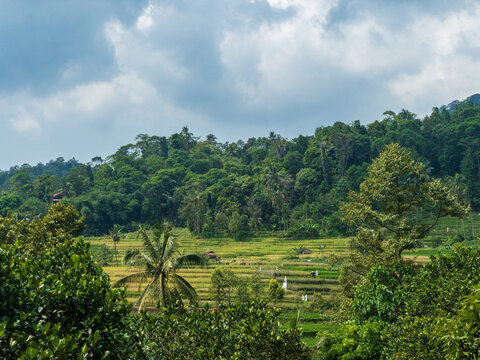 fields in island