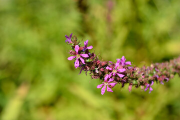 Purple loosestrife