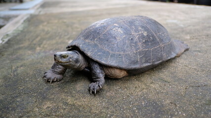 turtle on the ground