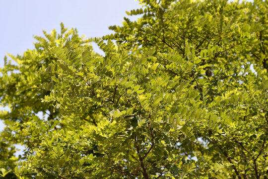 Umbrella false Acacia