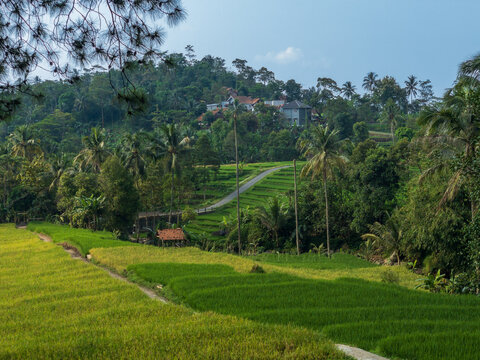 rice terraces island