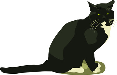Vector drawing of a cat. For print. A beautiful cat.