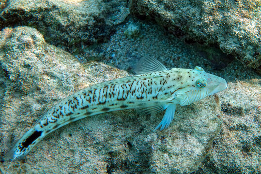 Speckled  sandperch in Red sea, Egypt