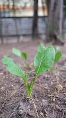  vegetable sapling life in the garden white cabbage