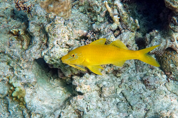 Yellowsaddle goatfish on the coral reef, Red Sea