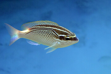 Arabian spinecheek fish - Scolopsis ghanam , Red sea 