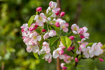 Apple Blossom In Full Sunlight