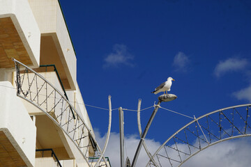 Seagull in the street