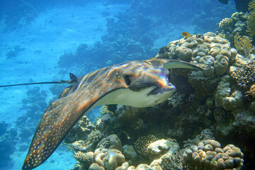 Spotted Eagle-rays (Aetobatus narinari) swimming over coral reef