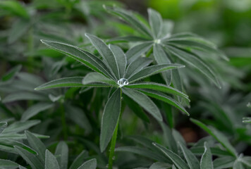 Summer background with beautiful fan-shaped lupine leaves. Lupine leaves in drops after rain.