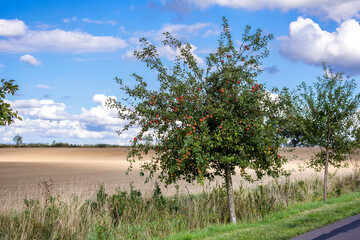 Alley With Apple Trees In Germany