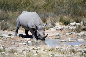 wild rhino in Etosha national park. Namibia