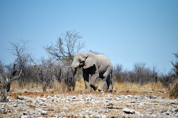 Bull African elephant in Namibia