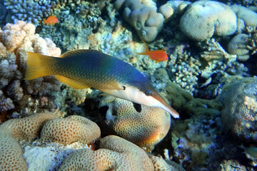 Naklejka na ściany i meble Female Bird wrasse fish at coral reef, Red sea