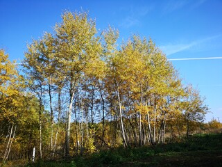 autumn trees in the forest