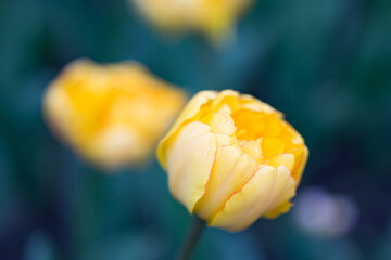 yellow tulip close up