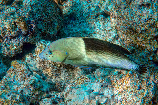 Juvenile Clown Coris, transition phase - Coris aygula ,fish red sea,Egypt