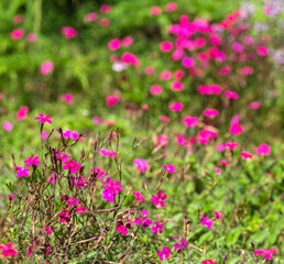 pink flowers