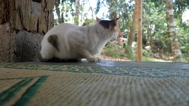 A white cat is sitting on the mat