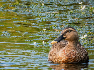 小牧山城の見える農業地域の自然
朝日を浴びて泳ぐ鴨