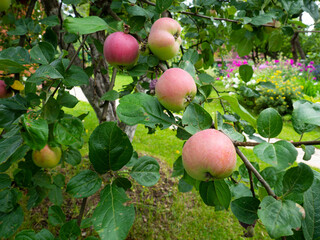 Fresh red apple on a tree branch
