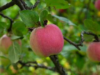 Fresh red apple on a tree branch