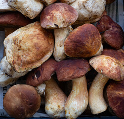 Boletus in a summer forest